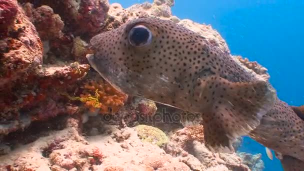 モルディブ諸島のサンゴ礁のダイビング。非常に面白いと信じて疑わないフグ. — ストック動画