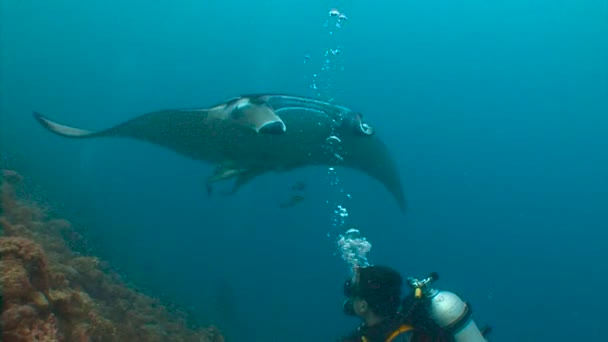 Duiken op de riffen van de archipel van de Maldiven. Grote duiken met grote manta rays. — Stockvideo