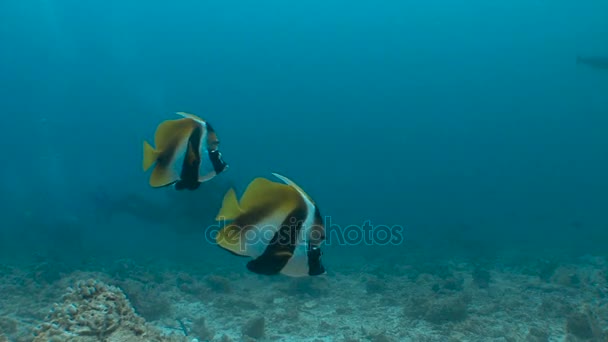 Plongée sur les récifs de l'archipel des Maldives. Une paire de poissons tropicaux accompagne un groupe de plongeurs . — Video