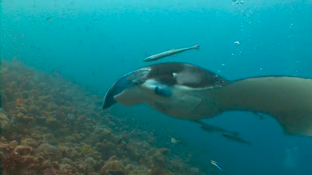 Diving on the reefs of the Maldives archipelago. Great dive with large manta rays. — Stock Video
