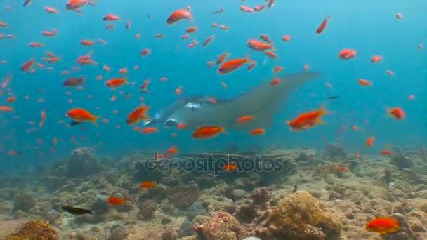 Tauchen an den Riffen des Malediven-Archipels. Großer Tauchgang mit großen Mantarochen. — Stockvideo