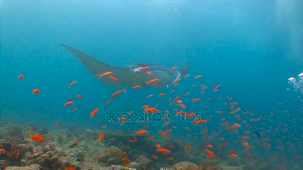 モルディブ諸島のサンゴ礁のダイビング。大きな大きなマンタとダイビングします。. — ストック動画