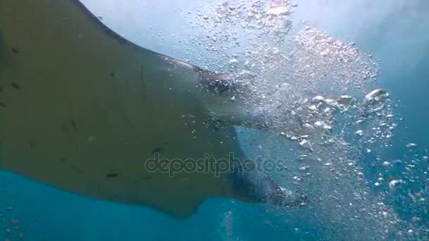 Plongée sur les récifs de l'archipel des Maldives. Grande plongée avec de grands raies manta . — Video