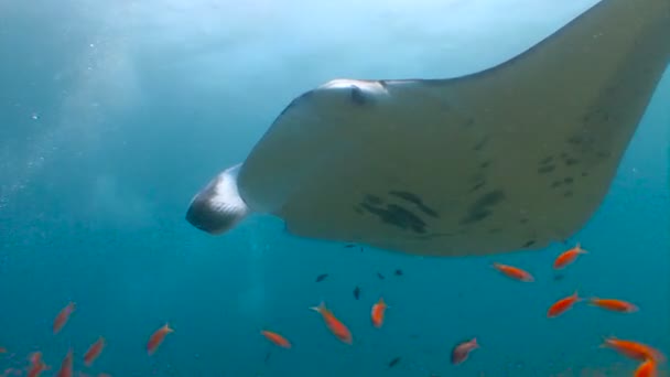 Duiken op de riffen van de archipel van de Maldiven. Grote duiken met grote manta rays. — Stockvideo
