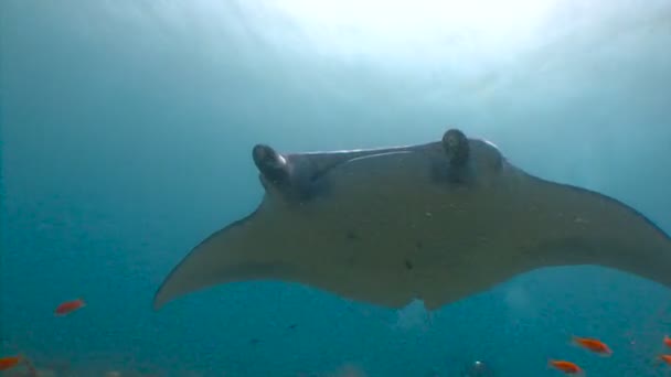 Plongée sur les récifs de l'archipel des Maldives. Grande plongée avec de grands raies manta . — Video