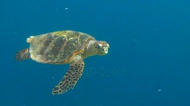 Maldivler adalar resifleri dalış. Bir mercan kayalığı hovering Hawksbill kaplumbağa.