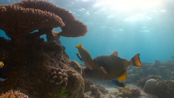 Los peces desencadenantes pueden morder fácilmente con sus poderosos dientes son corales muy duros. . — Vídeos de Stock