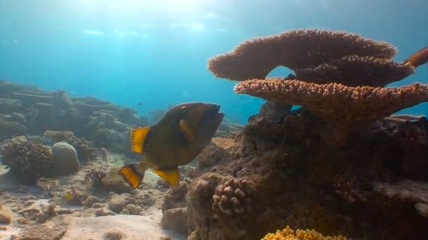 Gatilho de peixe pode facilmente morder com seus dentes poderosos são corais muito difíceis . — Vídeo de Stock