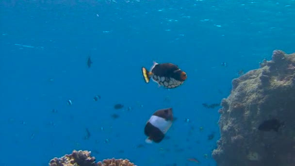 Nurkowanie na rafach archipelagu Malediwy. Klaun Trigger fish. — Wideo stockowe