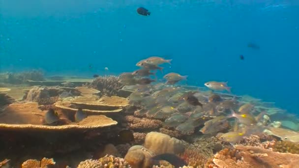 Dykking på revene i Maldivene. Svært fargerik fiskeflokk . – stockvideo