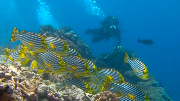 Immersioni sulle scogliere dell'arcipelago delle Maldive. Gregge molto colorato di dolciumi di pesce . — Video Stock