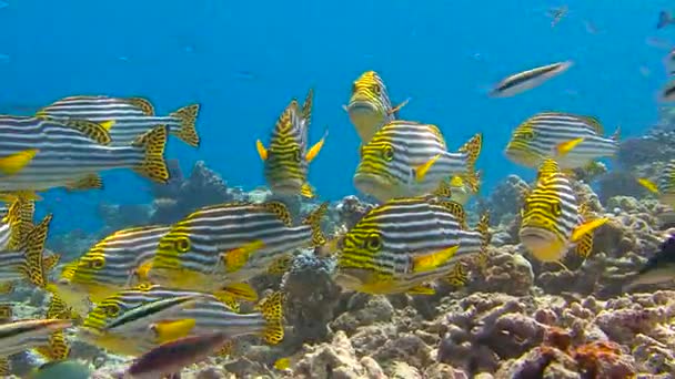 モルディブ諸島のサンゴ礁のダイビング。非常にカラフルな魚コショウダイの群れ. — ストック動画