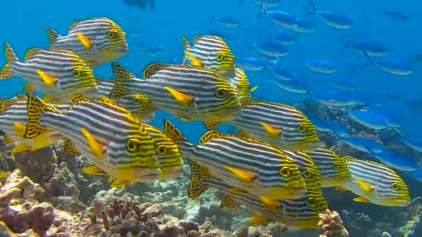 몰디브 군도의 산호초에서 다이빙. 생선 스 윗 립 물고기의 매우 화려한 무리. — 비디오