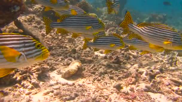 Tauchen an den Riffen des Malediven-Archipels. sehr farbenfroher Schwarm von Fischsüßlippen. — Stockvideo