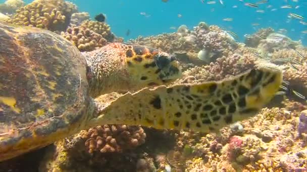 Plongée sur les récifs de l'archipel des Maldives. La tortue imbriquée planant au-dessus d'un récif corallien . — Video