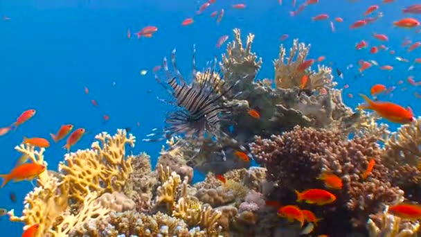 Grácil pez león flotando sobre un colorido arrecife de coral. Buceo en el Mar Rojo cerca de Egipto . — Vídeos de Stock