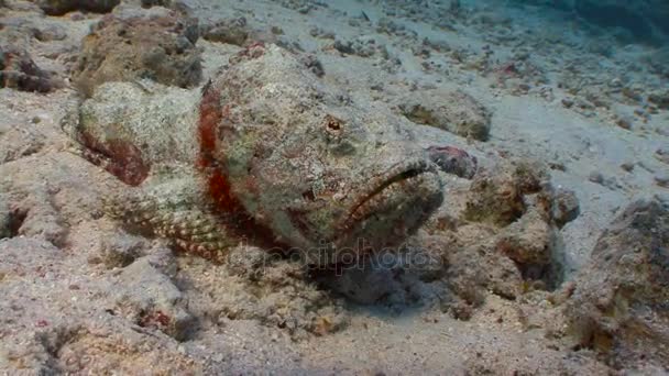 Mycket långsamt och mycket giftig sten fisk. Dykning i Röda havet nära Egypten. — Stockvideo