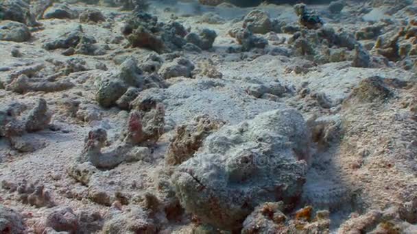 Peces de piedra muy lentos y muy venenosos. Buceo en el Mar Rojo cerca de Egipto . — Vídeos de Stock