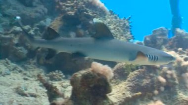 Resif köpekbalığı ile büyüleyici dalış. Mısır yakınlarında Kızıldeniz Dalış.