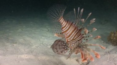 Mısır yakınlarında Kızıldeniz Dalış. Gizemli gece dalışları. Lionfish agresif gece avcı vardır.