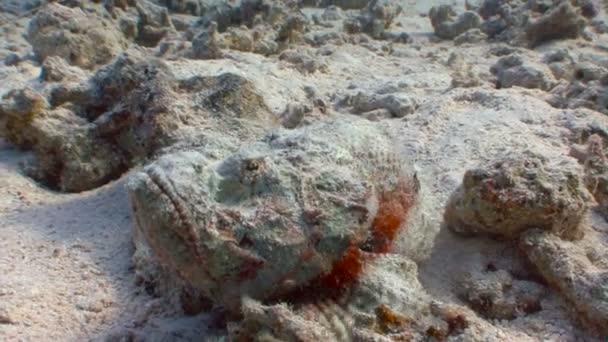 Peces de piedra muy lentos y muy venenosos. Buceo en el Mar Rojo cerca de Egipto . — Vídeos de Stock