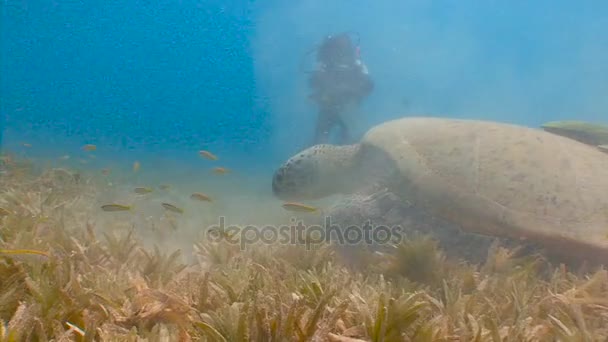 Захоплюючий підводний занурення на дно випасу зелені черепахи. Дайвінг в Червоному морі біля Єгипту. — стокове відео