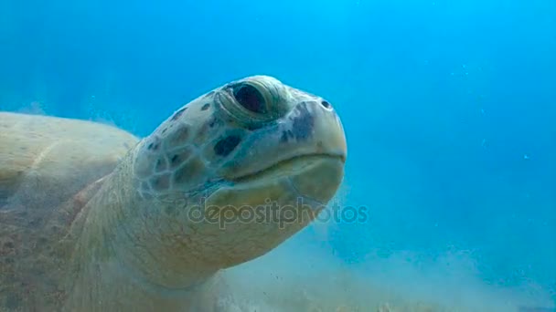 迷人的水下潜水与放牧绿蠵龟的底部。在靠近埃及红海潜水. — 图库视频影像