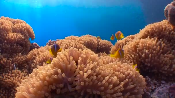 Nurkowanie w Morzu Czerwonym w pobliżu Egiptu. Symbioza clown ryb i zawilce. — Wideo stockowe