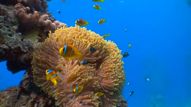 Potápění v Rudém moři nedaleko Egypta. Symbióza clown ryb a sasanky. — Stock video