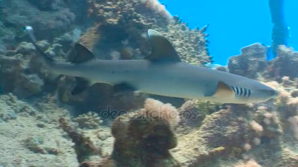 Fascynujące nurkowań z rekiny rafowe. Nurkowanie w Morzu Czerwonym w pobliżu Egipt. — Wideo stockowe