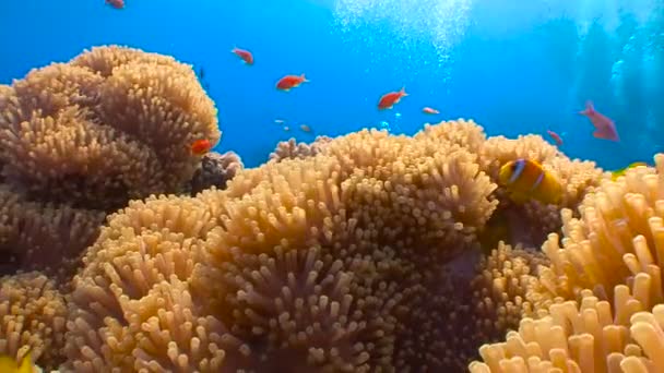 Dykning i Röda havet nära Egypten. Symbios av clown fisk och anemoner. — Stockvideo