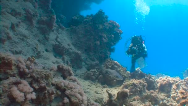 Fascinantes inmersiones con tiburones de arrecife. Buceo en el Mar Rojo cerca de Egipto . — Vídeos de Stock