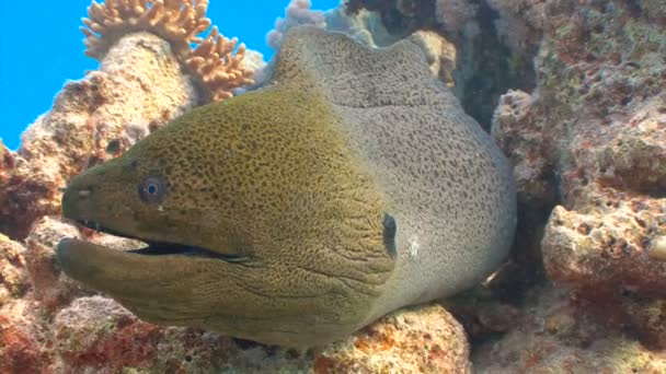 Buceo en el Mar Rojo cerca de Egipto. Claramente enfurecido gigante Moray anguila . — Vídeo de stock