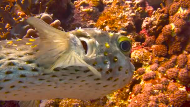 Buceo en el Mar Rojo cerca de Egipto. El pez globo posan alegremente para el camarógrafo en un colorido arrecife de coral . — Vídeo de stock