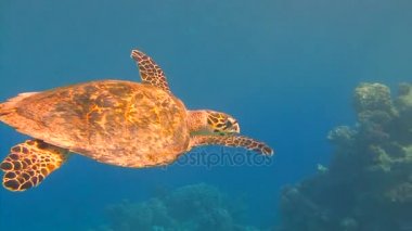 Mısır yakınlarında Kızıldeniz Dalış. İncelikle resif üzerinde yükselen Hawksbill kaplumbağa.