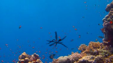 Mısır yakınlarında Kızıldeniz Dalış. Büyüleyici plastik dans deniz Zambakları.