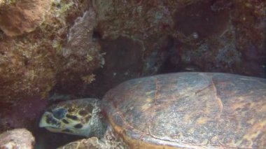 Mısır yakınlarında Kızıldeniz Dalış. Hawksbill kaplumbağa.