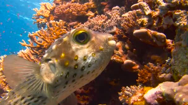 Mergulho no Mar Vermelho perto do Egito. O peixe-balão de bom grado posar para o videógrafo em um recife de coral colorido . — Vídeo de Stock