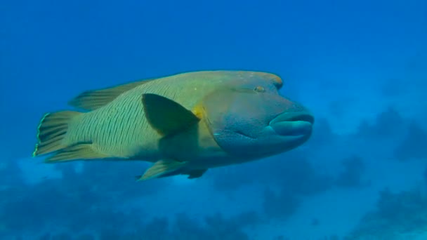 Dykning i Röda havet nära Egypten. Oförglömlig roligt dyk med stor fisk Napoleon. — Stockvideo