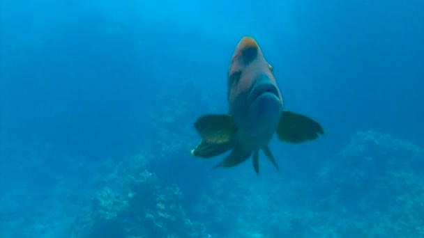 Dykning i Röda havet nära Egypten. Oförglömlig roligt dyk med stor fisk Napoleon. — Stockvideo