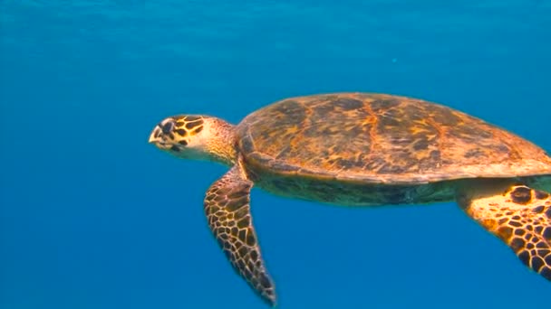 Dykning i Röda havet nära Egypten. Karettsköldpaddan, graciöst stigande över revet. — Stockvideo