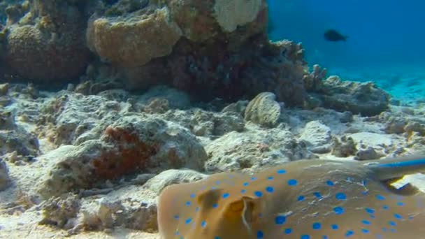 Dykning i Röda havet nära Egypten. Stingray Taeniura Lymma. — Stockvideo