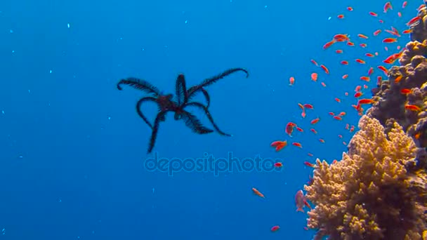 Diving in the Red sea near Egypt. Fascinating plastic dance sea lilies. — Stock Video