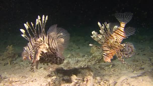 Diving in the Red sea near Egypt. Mysterious night dives. Lionfish are aggressive nocturnal predator. — Stock Video