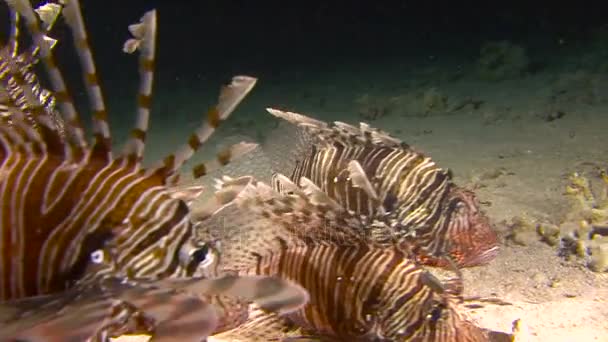 Dykning i Röda havet nära Egypten. Mystiska nattdyk. Lionfish är aggressiv nattliga rovdjur. — Stockvideo