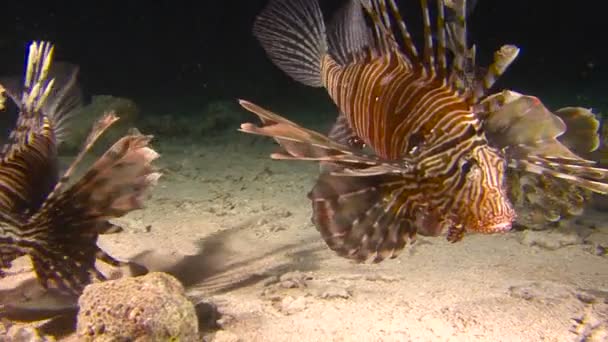 Buceo en el Mar Rojo cerca de Egipto. Misteriosas inmersiones nocturnas. Los peces león son depredadores nocturnos agresivos. . — Vídeos de Stock