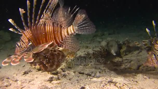 Dykning i Röda havet nära Egypten. Mystiska nattdyk. Lionfish är aggressiv nattliga rovdjur. — Stockvideo