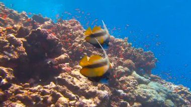 Mısır yakınlarında Kızıldeniz Dalış. Çiftler halinde kural olarak tutmak için tropikal bannerfish.
