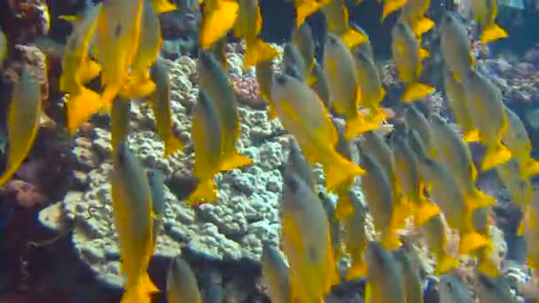 Mergulho no Mar Vermelho perto do Egito. Um bando de peixes coloridos snappers . — Vídeo de Stock