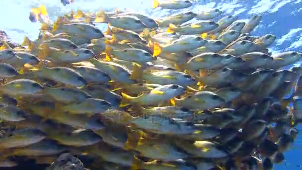 Καταδύσεις στην Ερυθρά θάλασσα κοντά στην Αίγυπτο. Ένα πολύχρωμο σμήνος λουτιάνιδους ψάρια. — Αρχείο Βίντεο